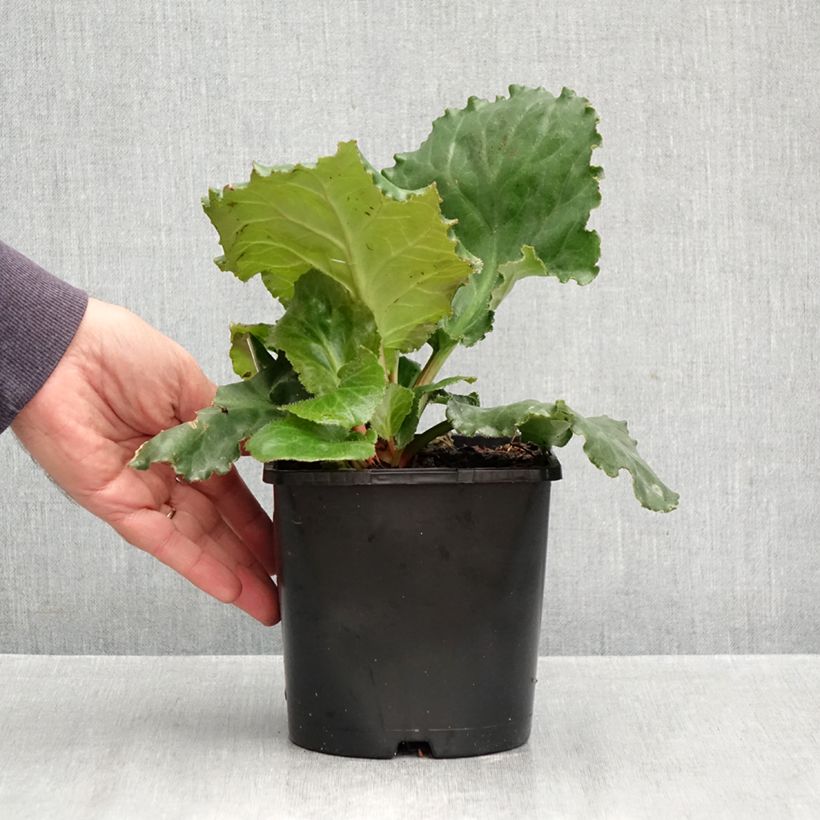 Bergenia ciliata Ripple Effect - Elephant's Ears 2L/3L pot sample as delivered in autumn