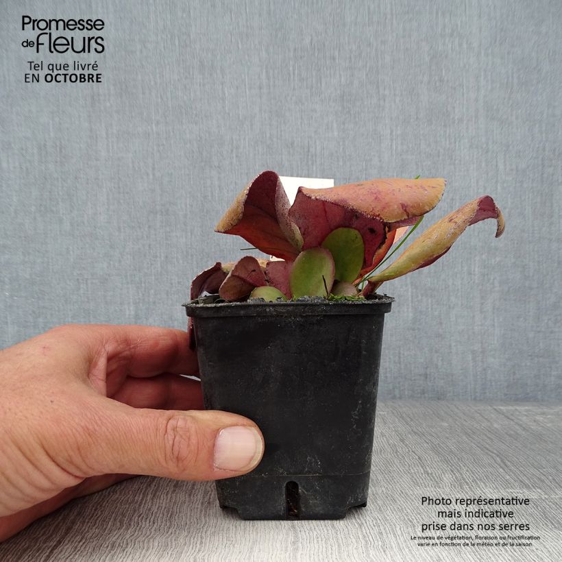 Bergenia cordifolia Rotblum - Elephant's Ears 7/8 cm pot sample as delivered in autumn