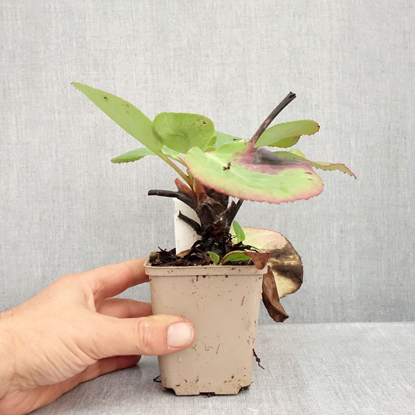 Bergenia x schmidtii - Elephant's Ears 8/9 cm pot sample as delivered in autumn