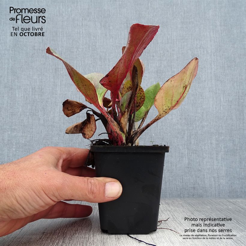 Bergenia Winterglut - Elephant's Ears 8/9 cm pot sample as delivered in autumn