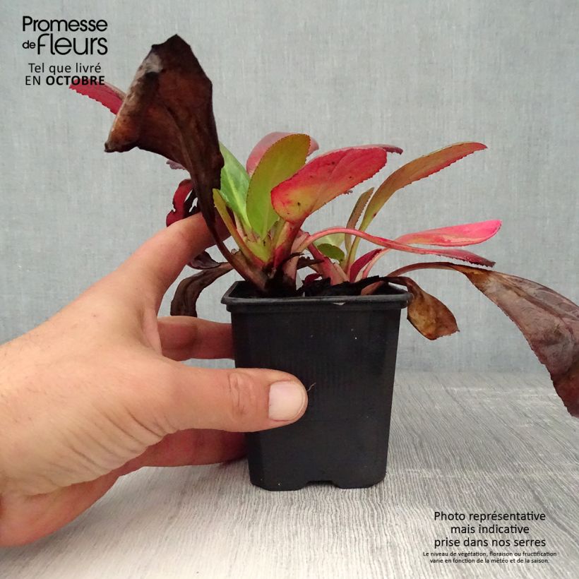 Bergenia Wintermarchen - Elephant's Ears 8/9 cm pot sample as delivered in autumn