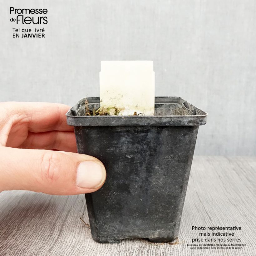 Berula erecta 8/9 cm pot sample as delivered in winter