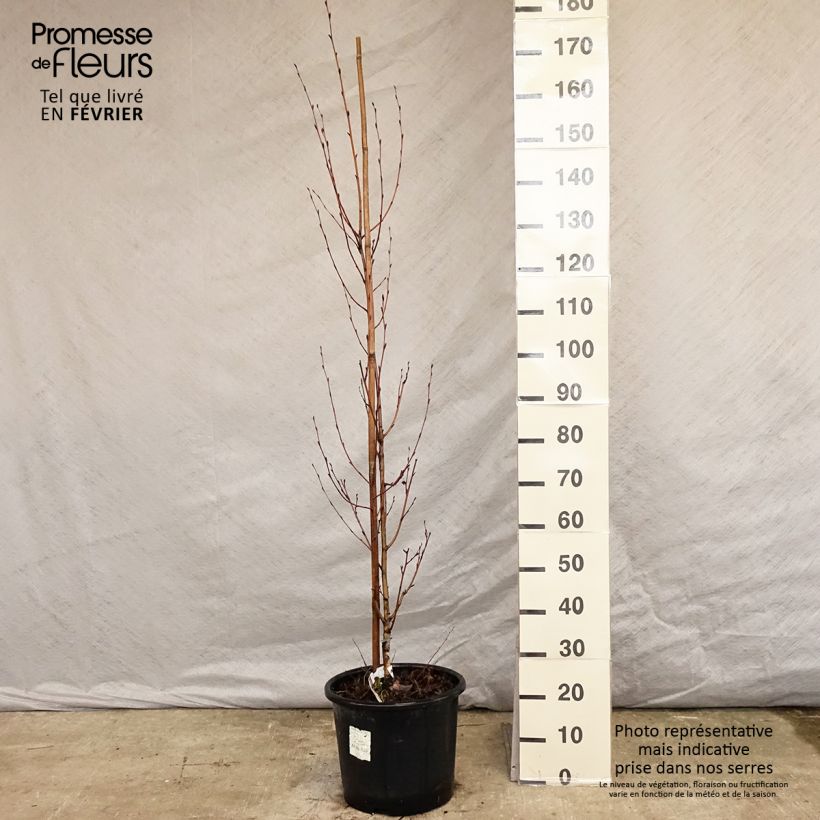 Betula ermanii Holland - Gold Birch 7.5L/10L pot sample as delivered in winter