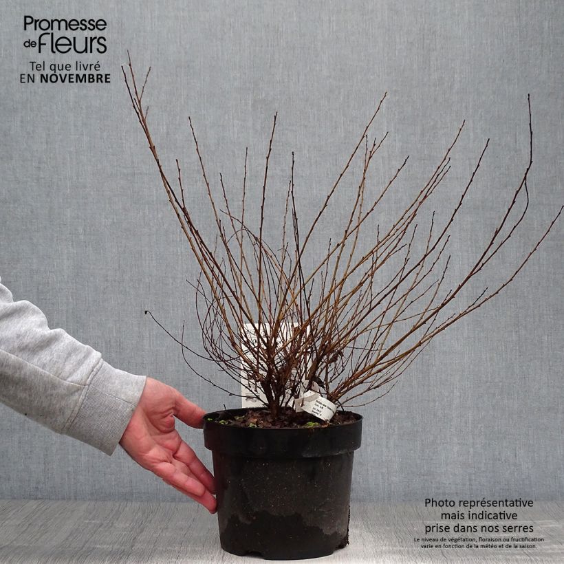 Betula nana Golden Treasure - Dwarf Birch 3L/4L pot sample as delivered in autumn