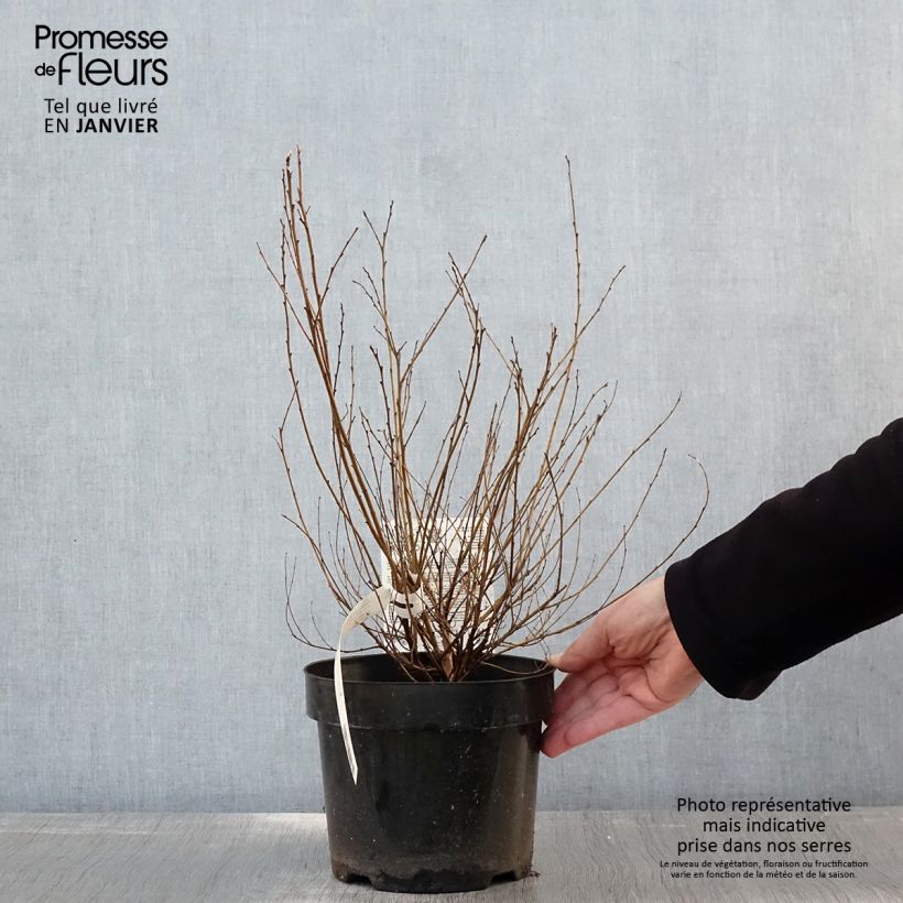 Betula nana Golden Treasure - Dwarf Birch 3L/4L pot sample as delivered in winter