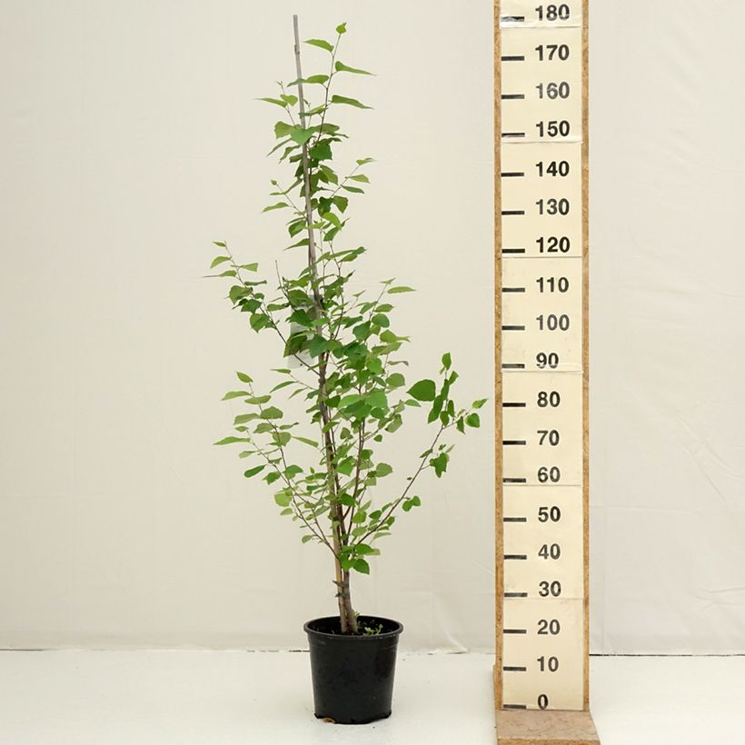 Betula papyrifera - Paper Birch 7.5L/10L pot sample as delivered in spring