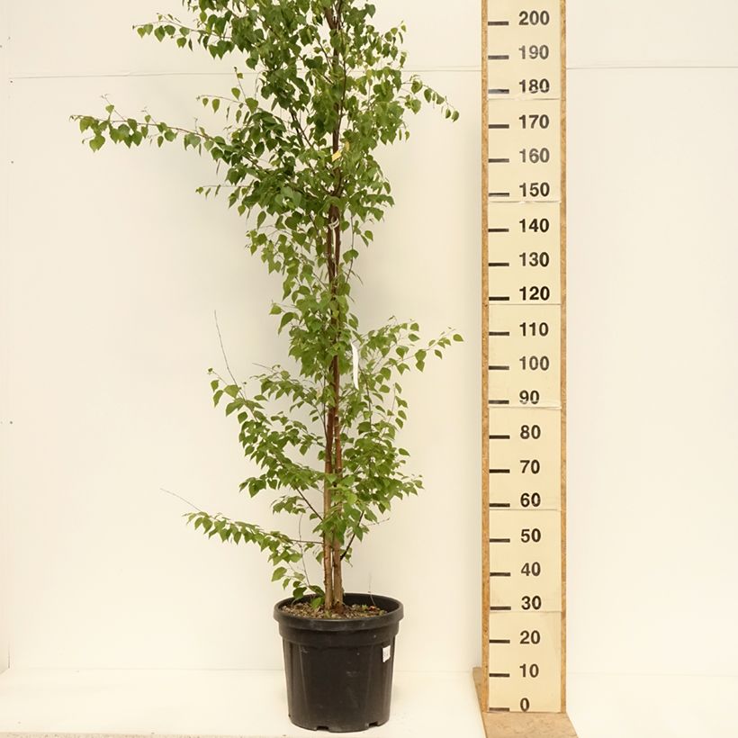 Betula pendula - Birch 18L/20L pot sample as delivered in spring