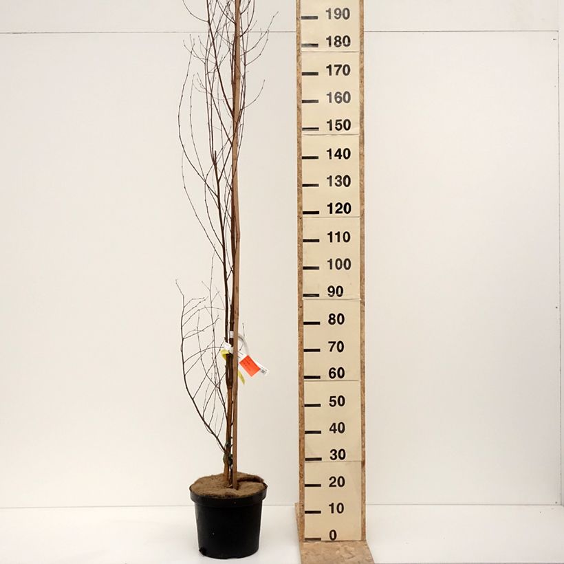 Betula pendula Fastigiata - Birch 7.5L/10L pot sample as delivered in winter