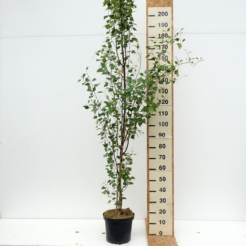 Betula pendula Fastigiata - Birch 7.5L/10L pot sample as delivered in summer