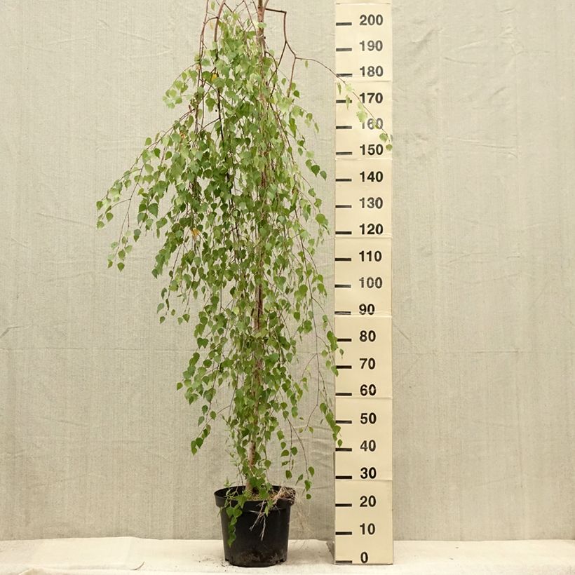 Betula pendula Magical Globe - Birch 7.5L/10L pot sample as delivered in summer