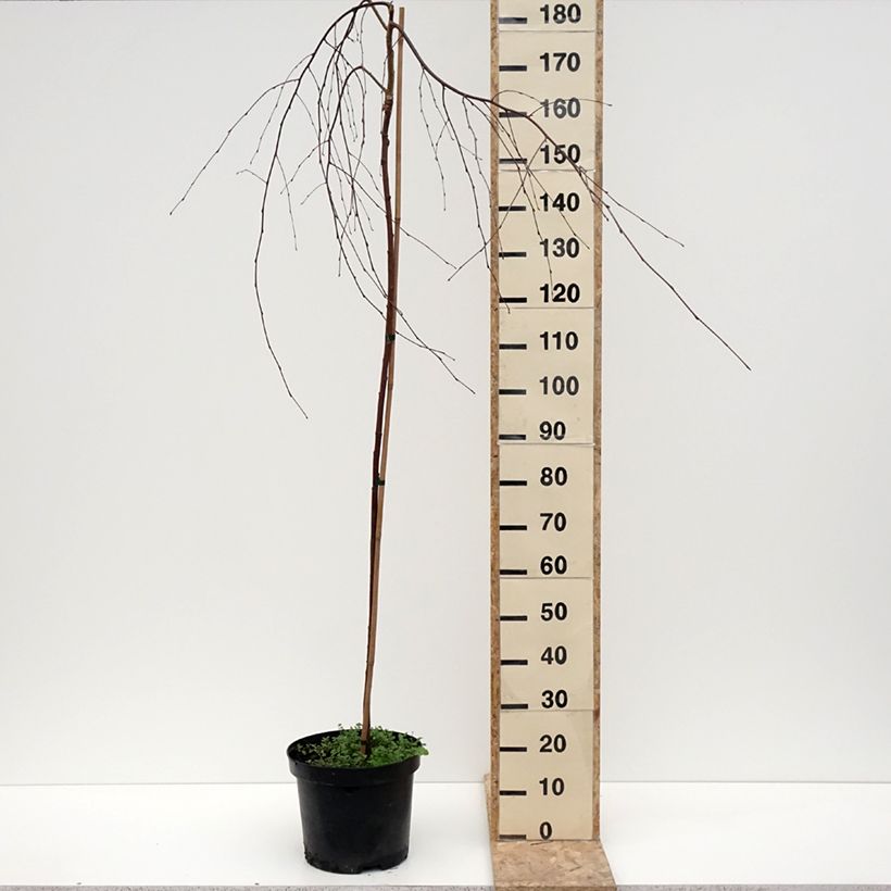 Betula pendula Youngii - Birch 7.5L/10L pot sample as delivered in winter