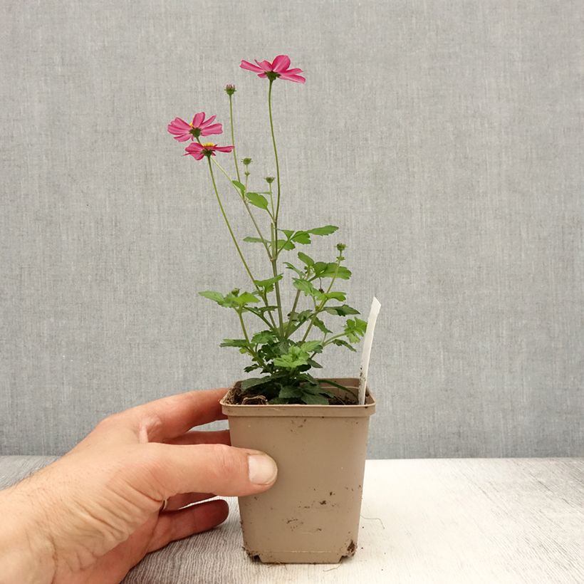 Bidens Stoplight 8/9 cm pot sample as delivered in spring