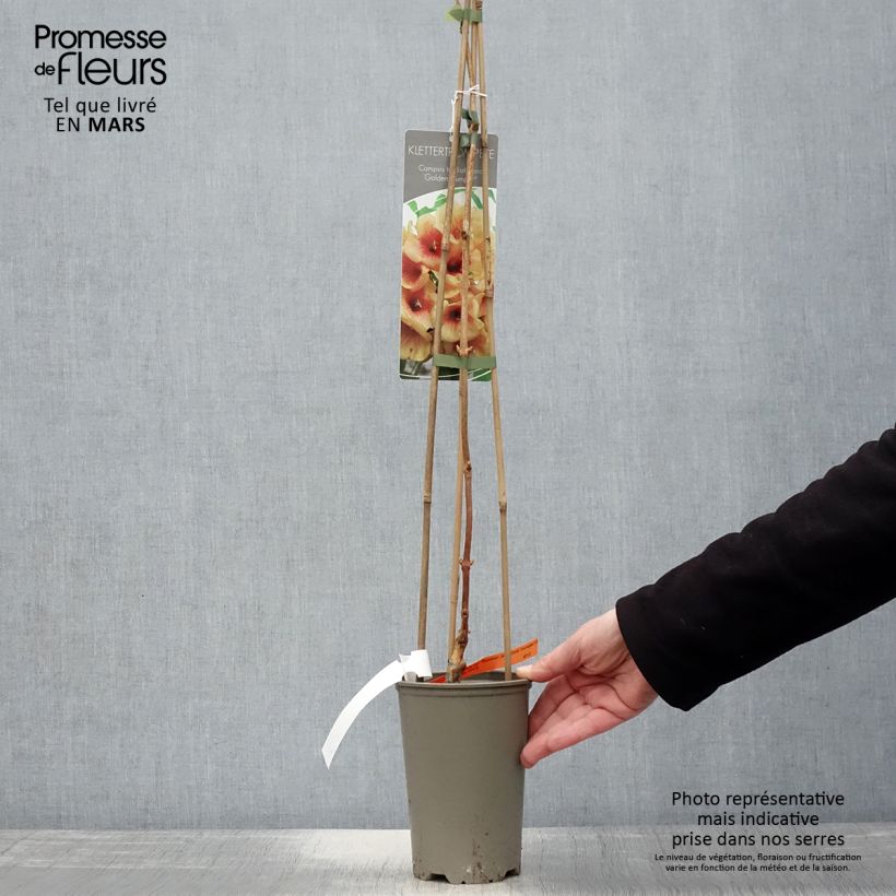 Campsis x tagliabuana Summer Jazz Gold 2L/3L pot sample as delivered in spring