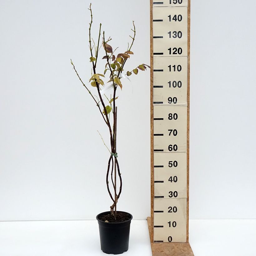 Campsis radicans x grandiflora 'Mincamroug 13' Ebony & Red® - Bignone hybride Ebony and Red 4L/5L pot sample as delivered in autumn