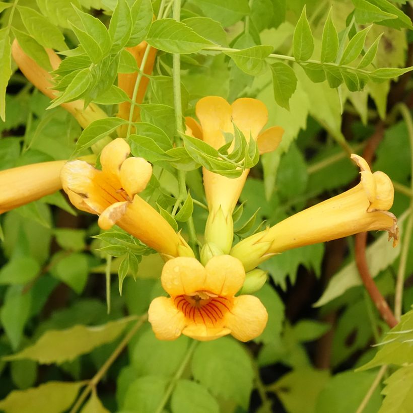 Campsis Orangeade - Trumpet Vine (Flowering)