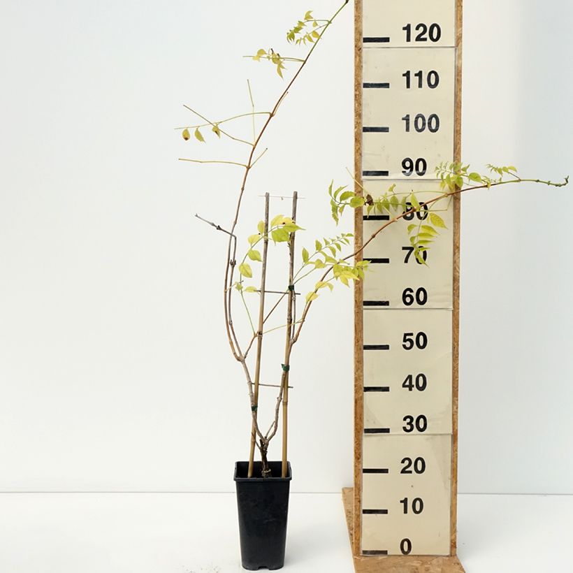 Campsis Orangeade - Trumpet Vine 3L/4L pot sample as delivered in autumn