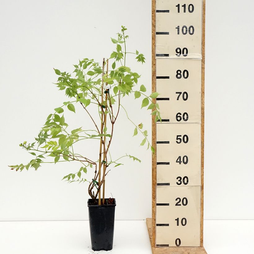 Campsis Orangeade - Trumpet Vine 3L/4L pot sample as delivered in summer