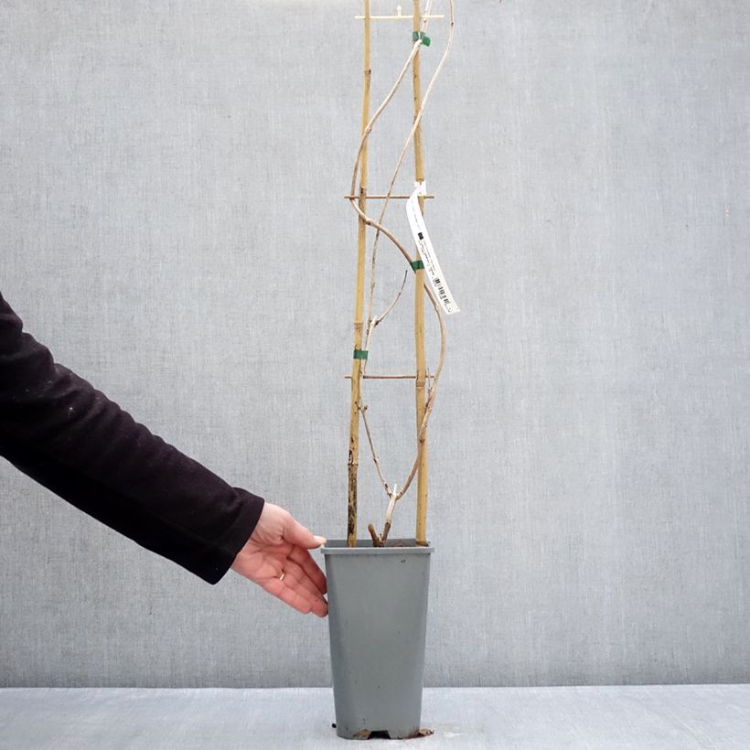 Campsis Orangeade - Trumpet Vine 3L/4L pot sample as delivered in winter