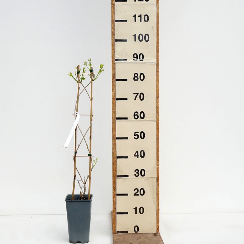 Campsis Orangeade - Trumpet Vine 3L/4L pot sample as delivered in spring