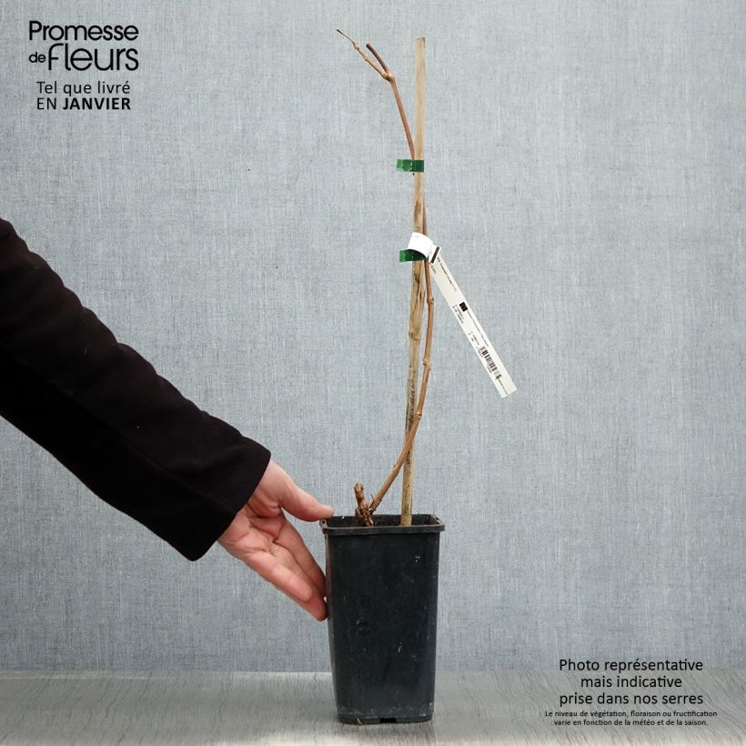 Campsis radicans x grandiflora Orangeade 1.5L/2L pot sample as delivered in winter