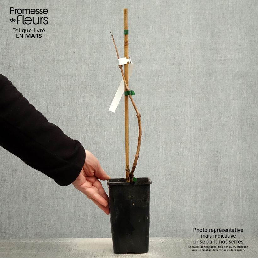 Campsis radicans x grandiflora Orangeade 1.5L/2L pot sample as delivered in spring