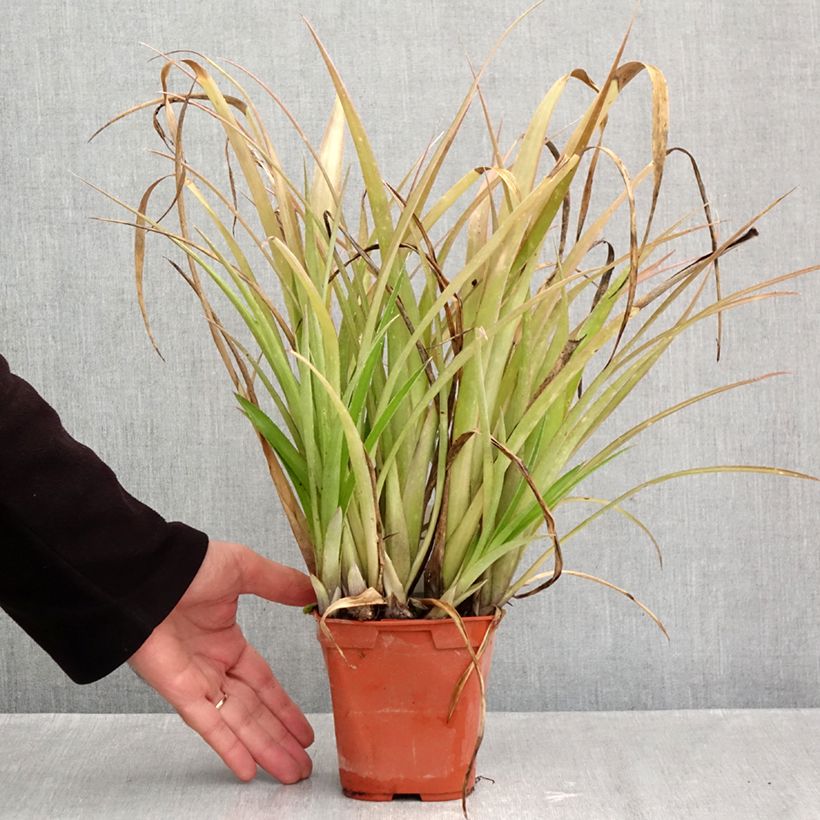 Billbergia nutans 1L/1.5L pot sample as delivered in autumn