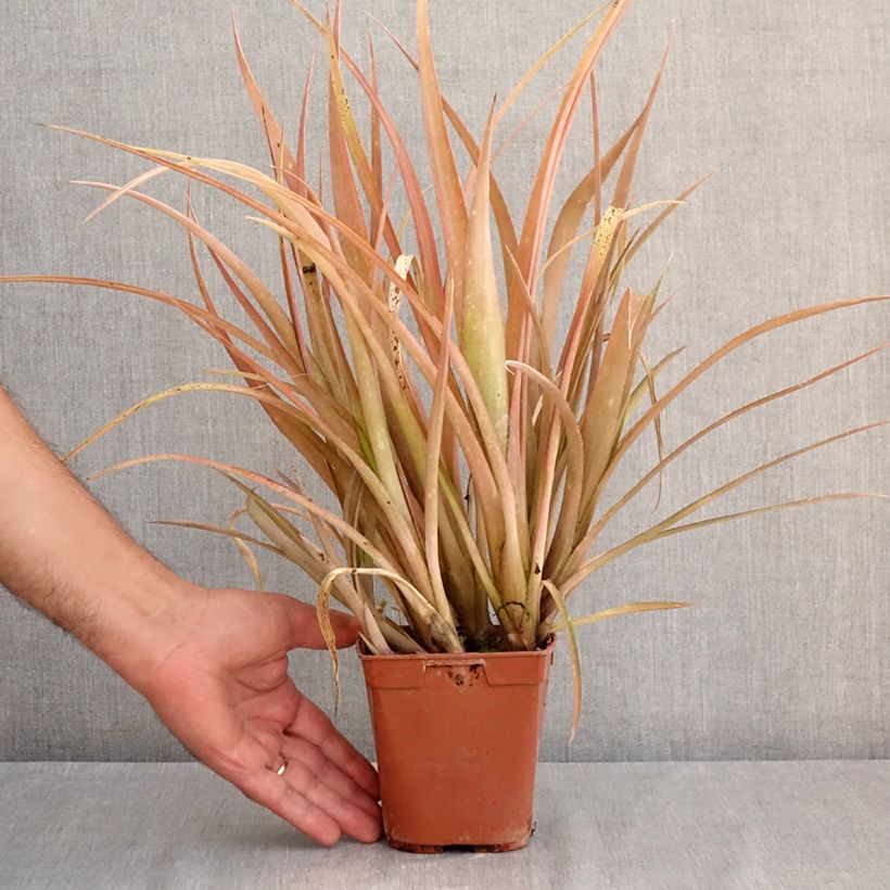 Billbergia nutans 1L/1.5L pot sample as delivered in summer