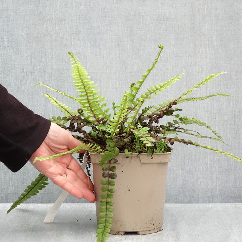 Example of Blechnum fluviatile - Ray water fern 3L/4L pot as you get in automne