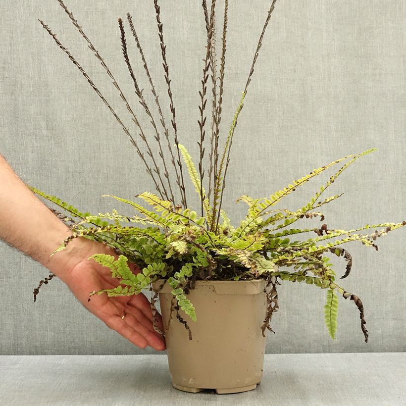 Blechnum fluviatile - Ray water fern 3L/4L pot sample as delivered in summer