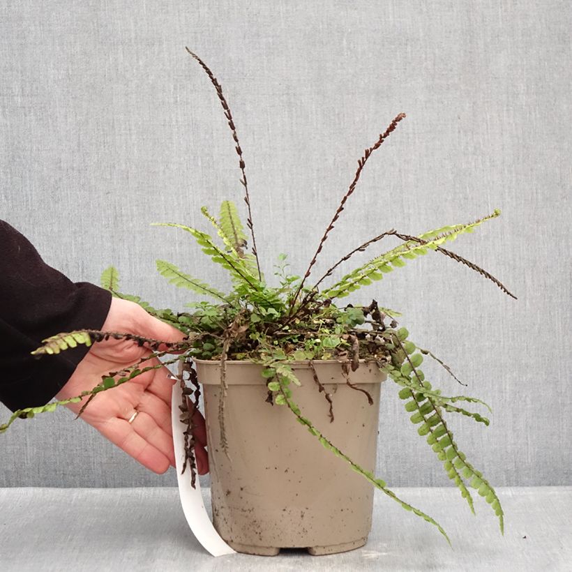 Blechnum fluviatile - Ray water fern 3L/4L pot sample as delivered in winter