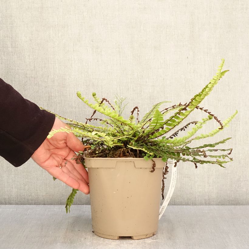 Blechnum fluviatile - Ray water fern 3L/4L pot sample as delivered in spring