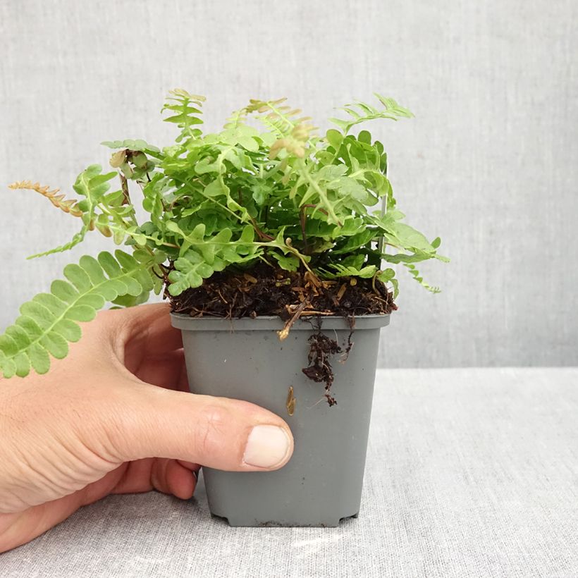 Blechnum penna-marina - Alpine Water Fern 8/9 cm pot sample as delivered in autumn