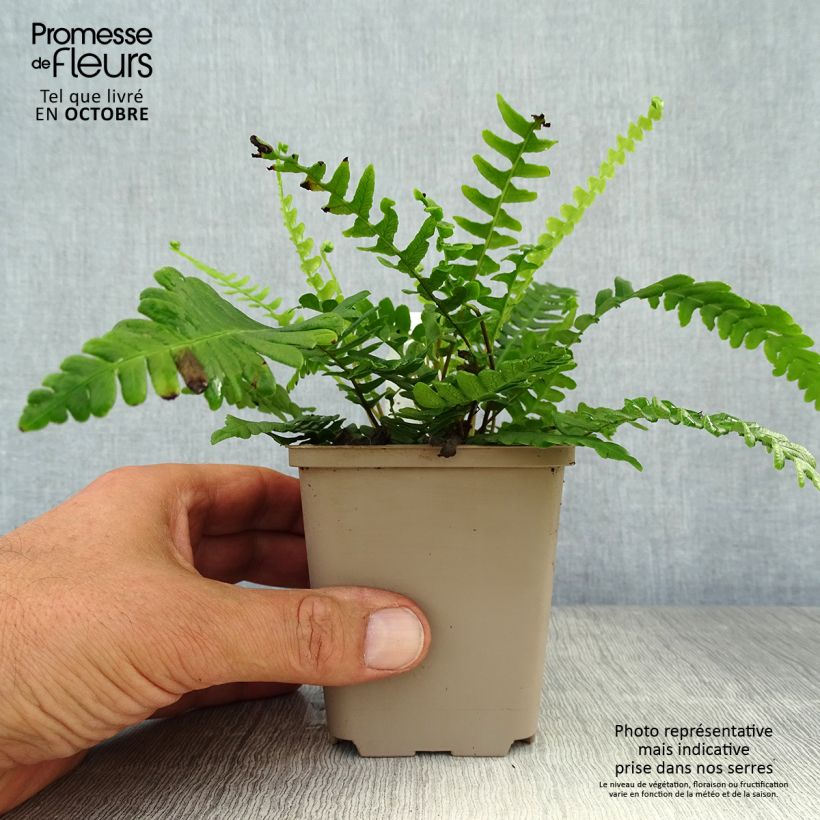 Blechnum spicant - Hard Fern 8/9 cm pot sample as delivered in autumn