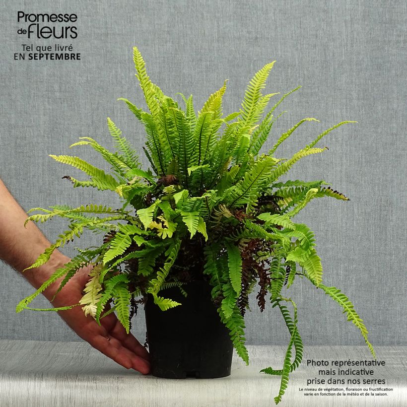 Blechnum spicant - Hard Fern 2L/3L pot sample as delivered in autumn