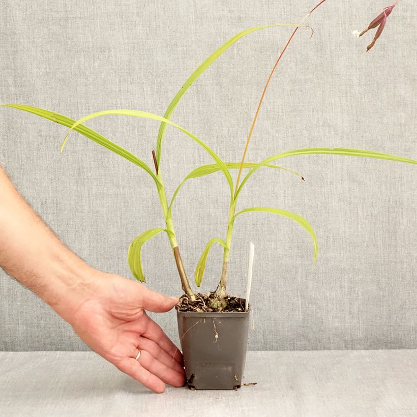 Bletilla Penway Paris - Hyacinth orchid 8/9 cm pot sample as delivered in summer