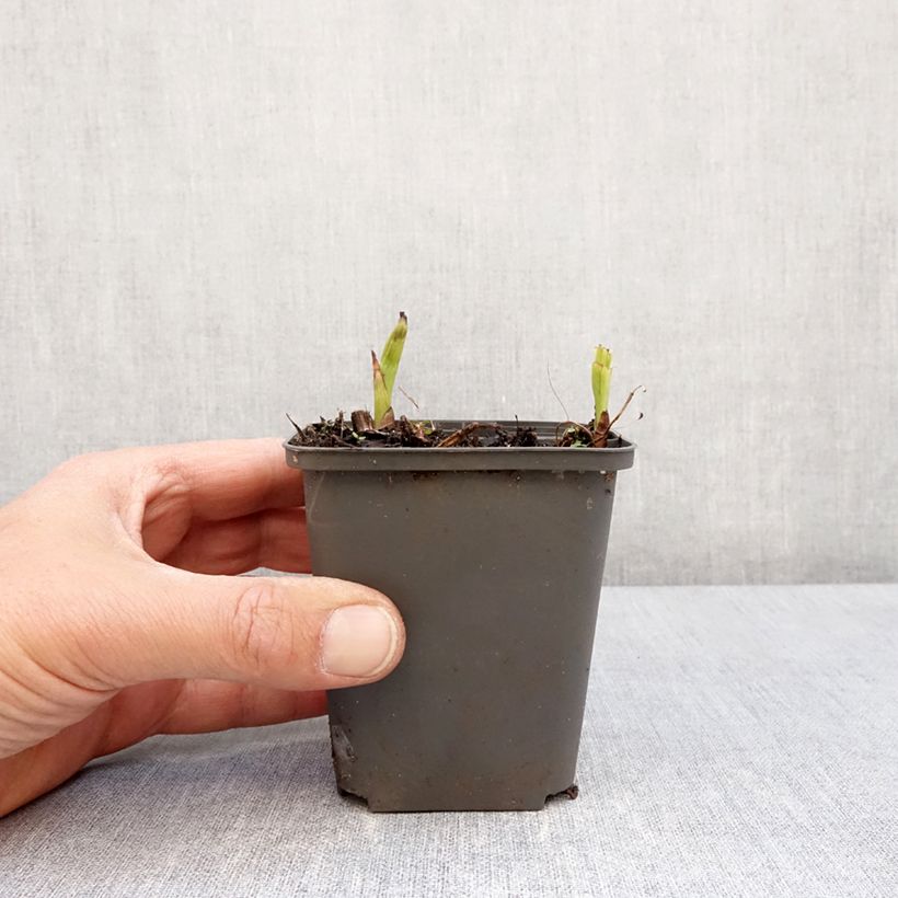 Bletilla Penway Paris - Hyacinth orchid 8/9 cm pot sample as delivered in spring