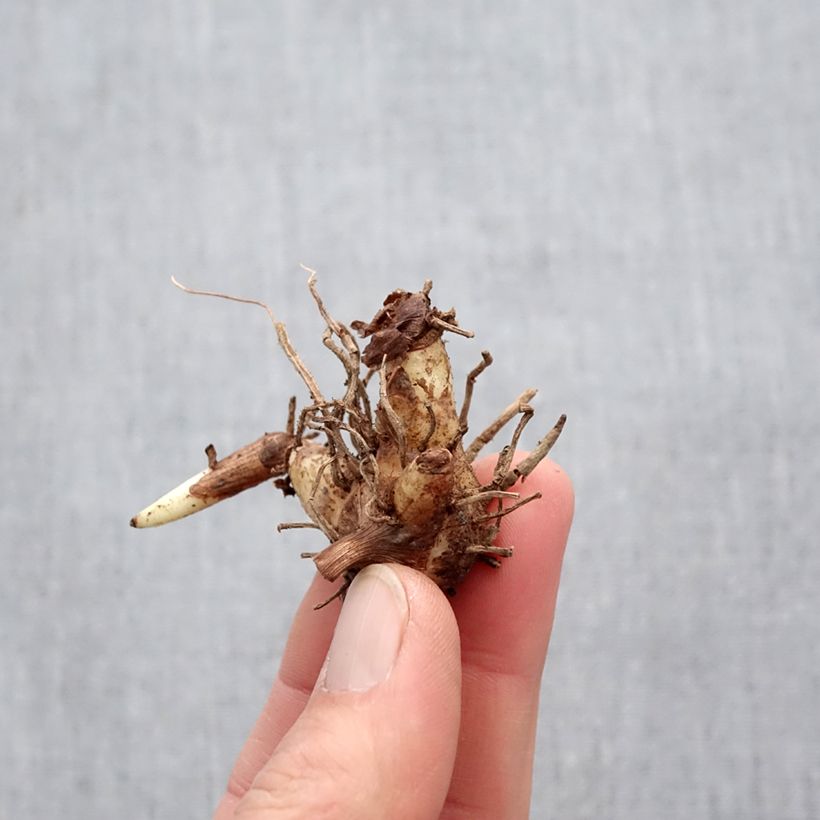 Bletilla striata alba - Chinese Ground Orchid Bulb size I sample as delivered in spring