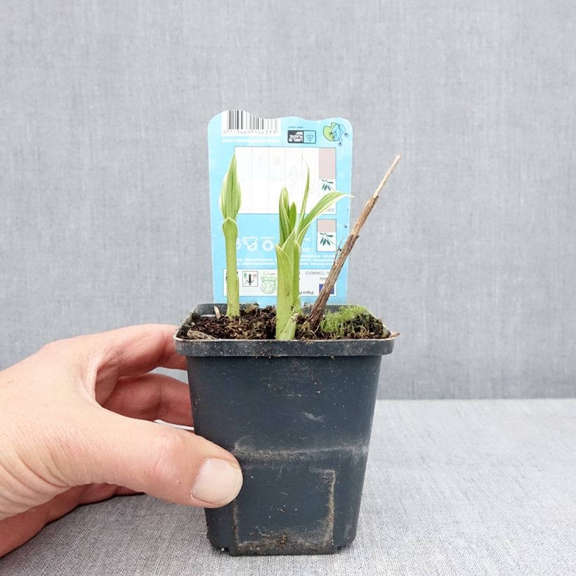 Bletilla striata alba - Chinese Ground Orchid 8/9 cm pot size I sample as delivered in spring