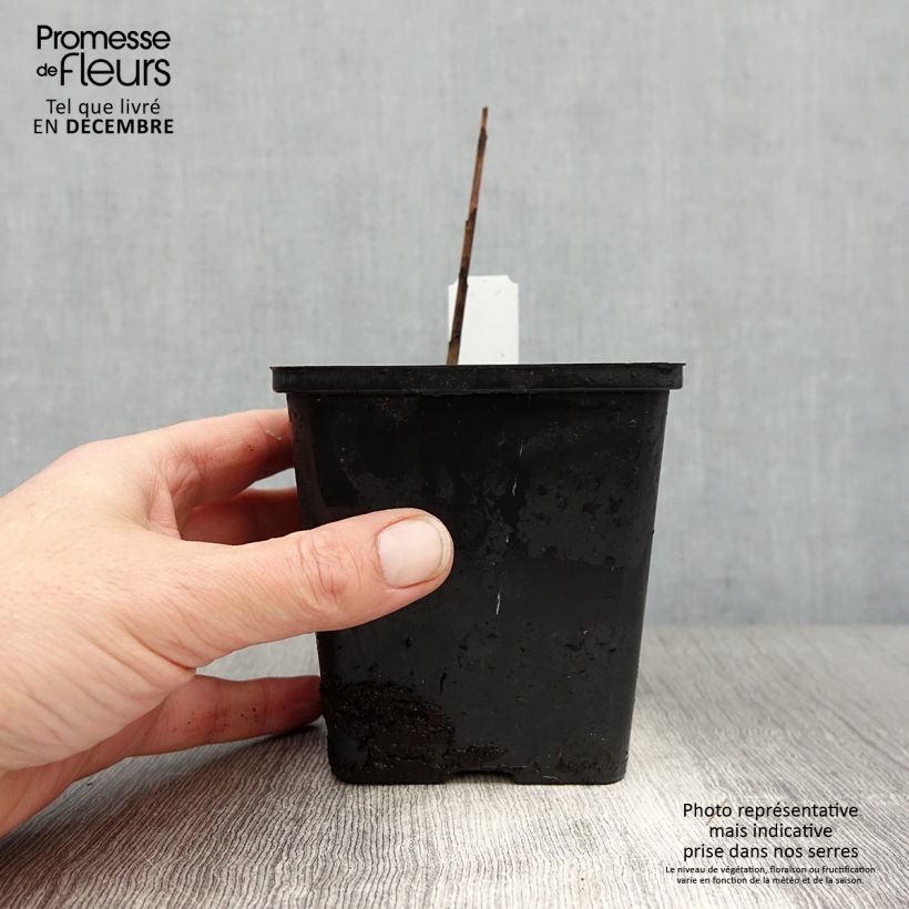 Bletilla striata Kuchi-beni - Hyacinth orchid 8/9 cm pot size I sample as delivered in winter