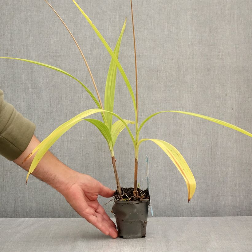 Bletilla striata - Hyacinth Orchid 8/9 cm pot sample as delivered in autumn