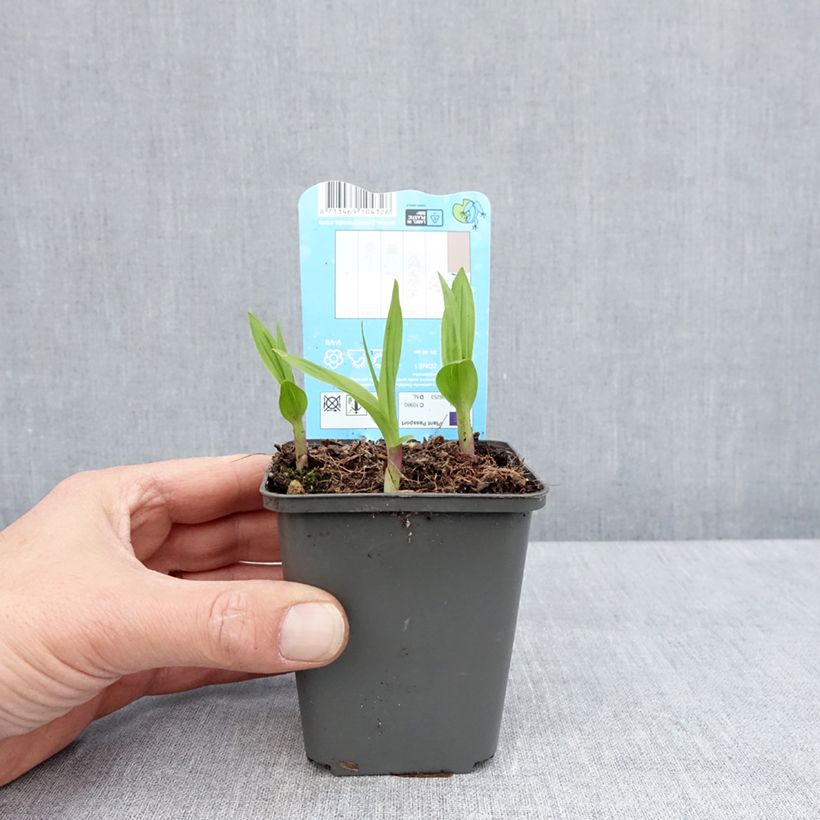 Bletilla striata - Hyacinth Orchid 8/9 cm pot sample as delivered in spring