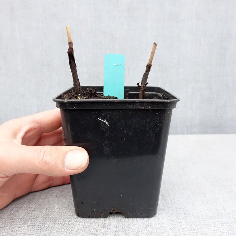 Bletilla striata Purple - Hyacinth orchid 8/9 cm pot sample as delivered in spring