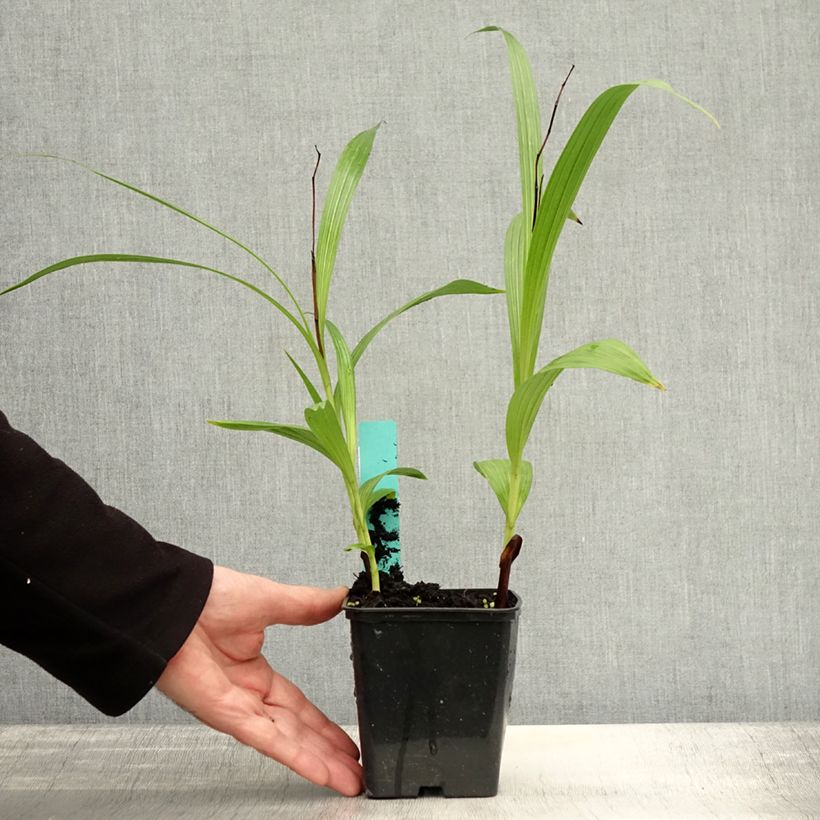 Bletilla striata Purple - Hyacinth orchid 8/9 cm pot sample as delivered in autumn