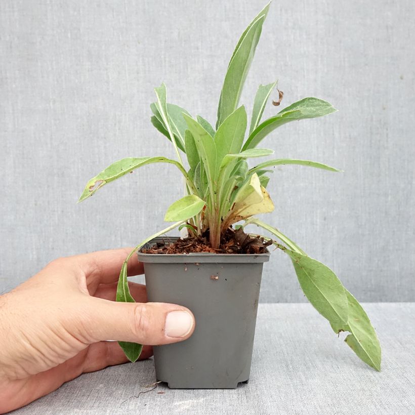 Centaurea montana Violetta 8/9 cm pot sample as delivered in autumn