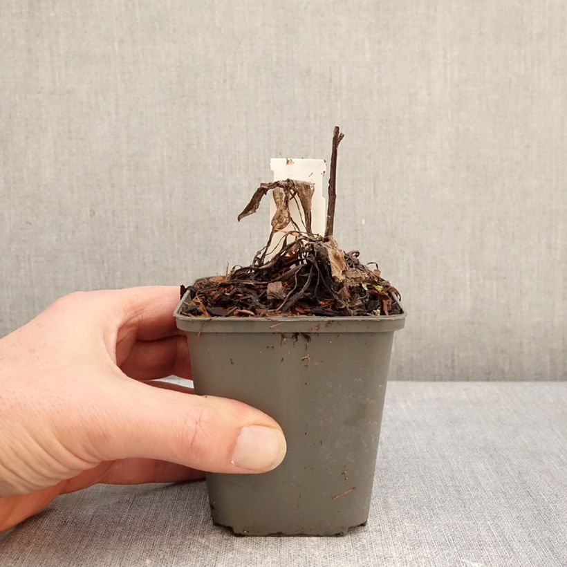 Centaurea montana Violetta 8/9 cm pot sample as delivered in winter