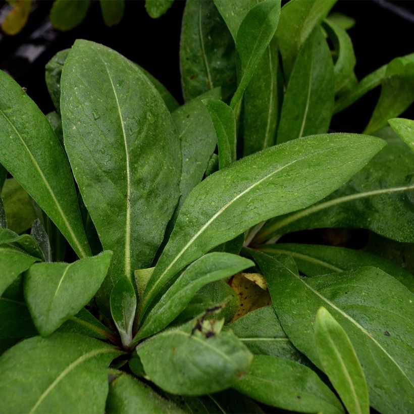 Centaurea montana Carnea (Foliage)