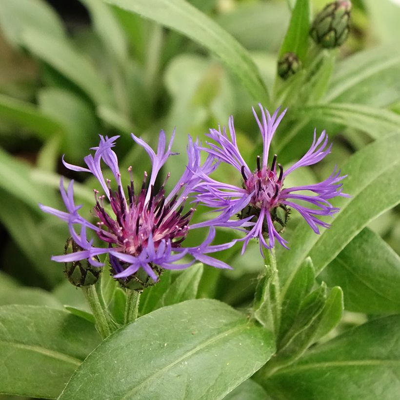 Centaurea montana (Flowering)