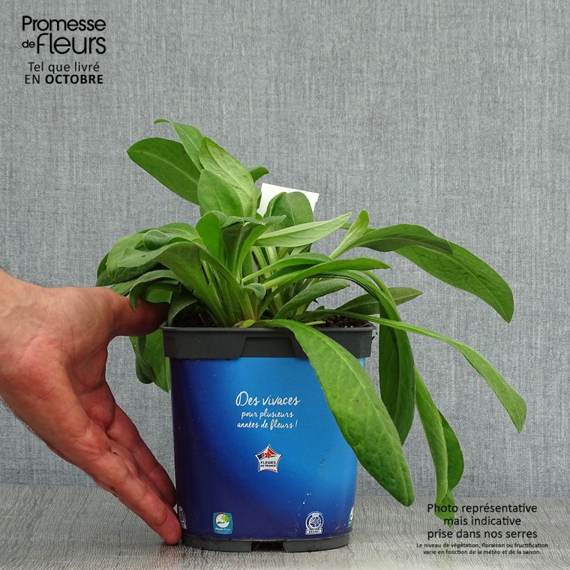 Centaurea montana 2L/3L pot sample as delivered in autumn