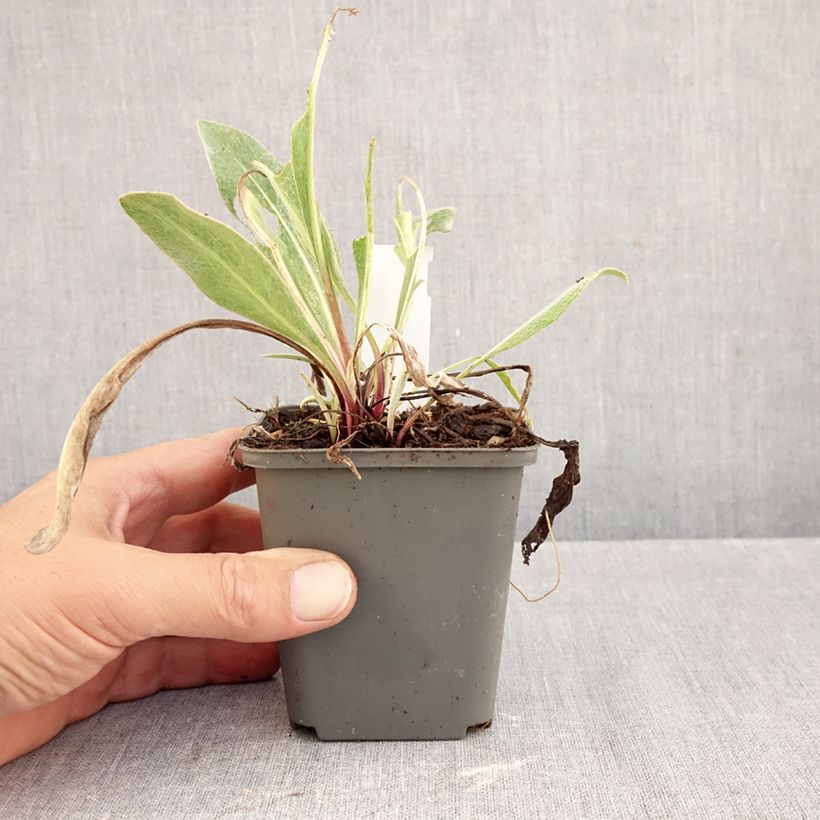 Centaurea montana Sulphurea 8/9 cm pot sample as delivered in autumn