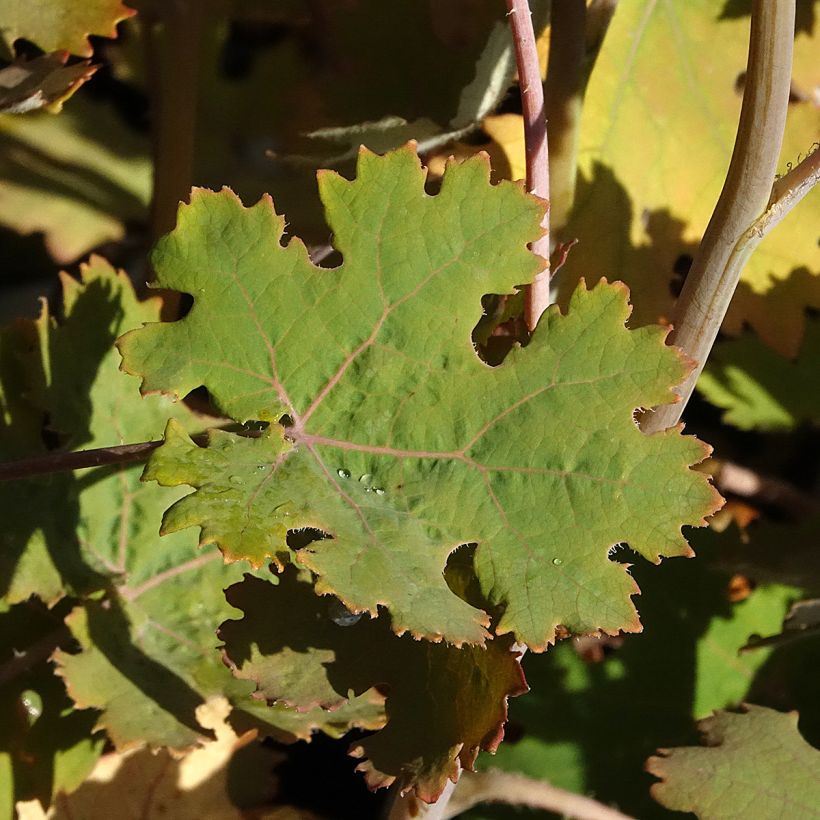 Macleaya microcarpa Spetchley Ruby (Foliage)